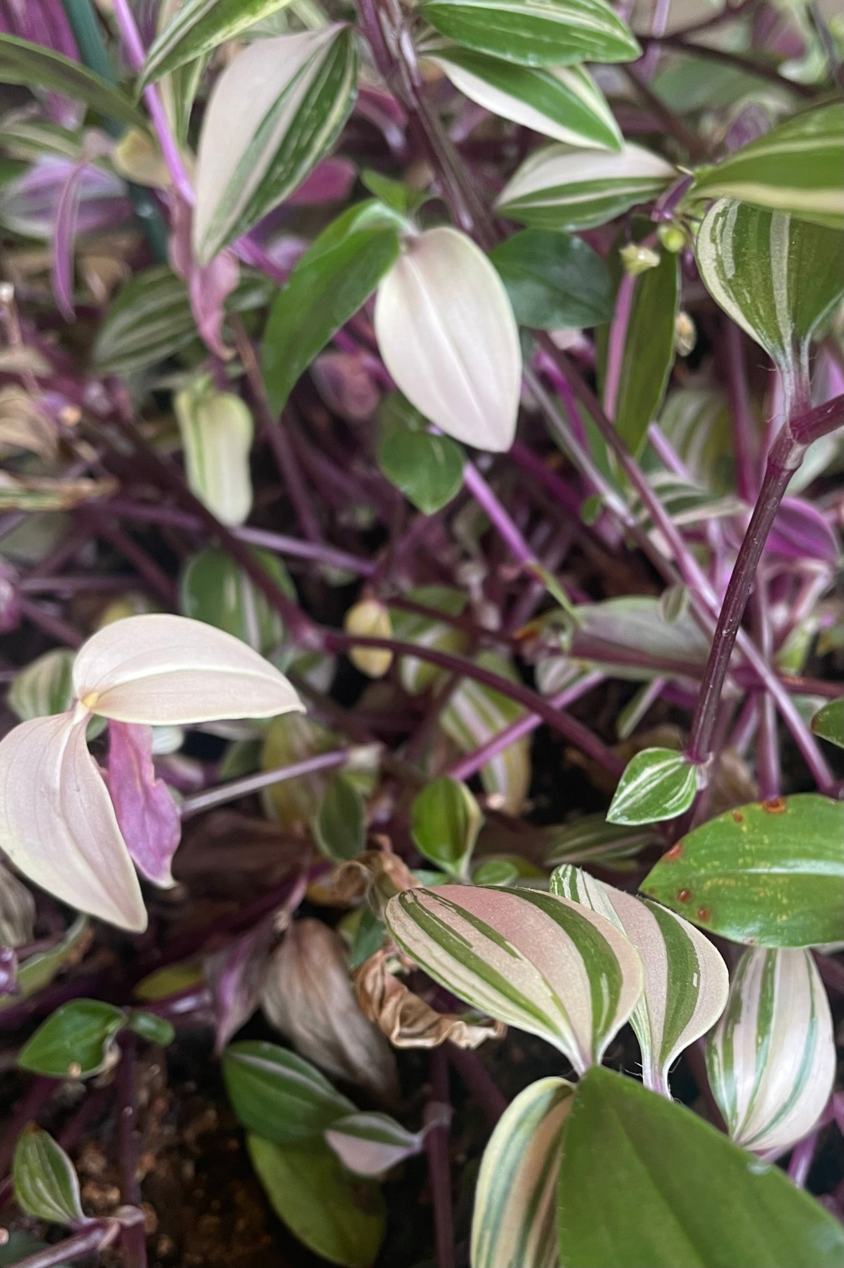 A detailed view of Tradescantia zebrina 'Quadricolor' 8”  ©Sprout Home