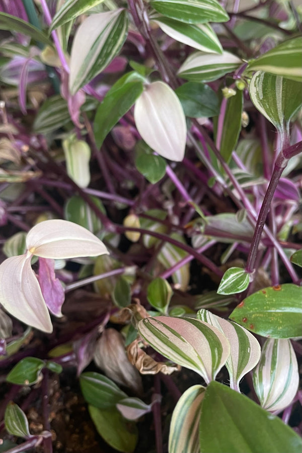 A detailed view of Tradescantia zebrina 'Quadricolor' 8” 