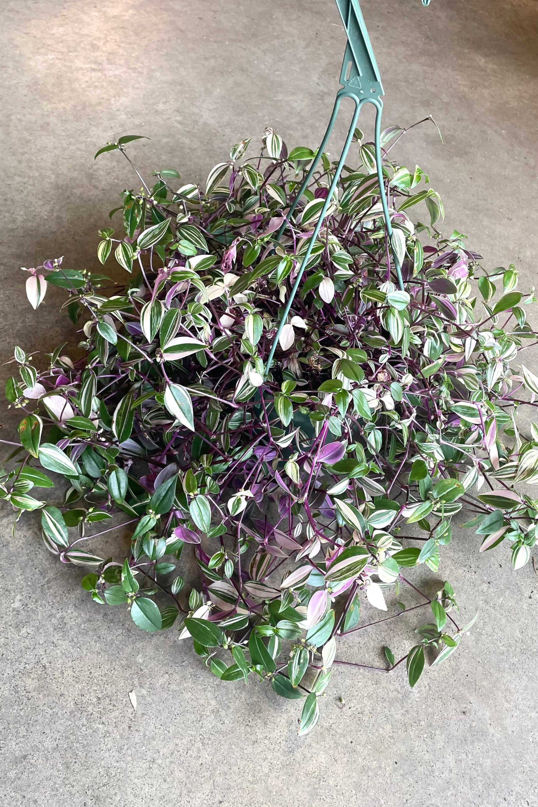 A full view of Tradescantia zebrina 'Quadricolor' 8” in hanging grow pot against concrete backdrop ©Sprout Home