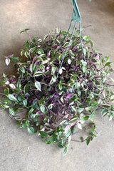 A full view of Tradescantia zebrina 'Quadricolor' 8” in hanging grow pot against concrete backdrop