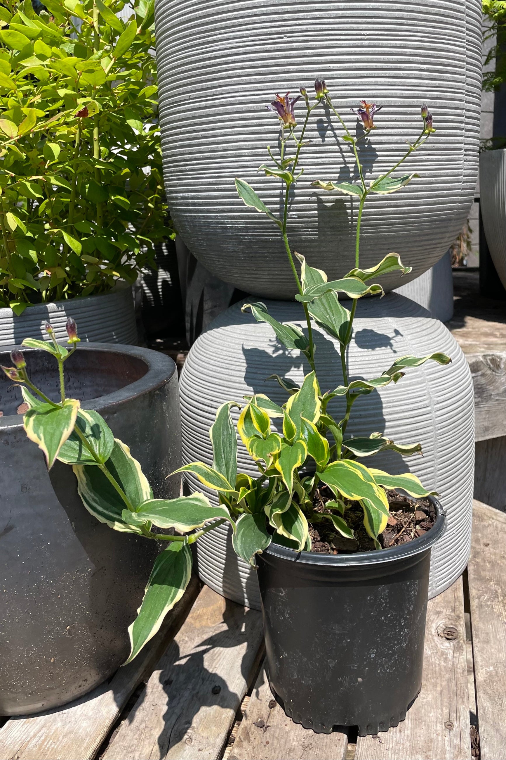 #1 pot size Tricyrtis 'Samurai' toad lily in bloom the beginning of August showing the cream edged green foliage and purple blooms in front of horizontally ridged containers. ©Sprout Home