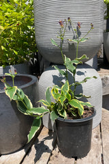 #1 pot size Tricyrtis 'Samurai' toad lily in bloom the beginning of August showing the cream edged green foliage and purple blooms in front of horizontally ridged containers.