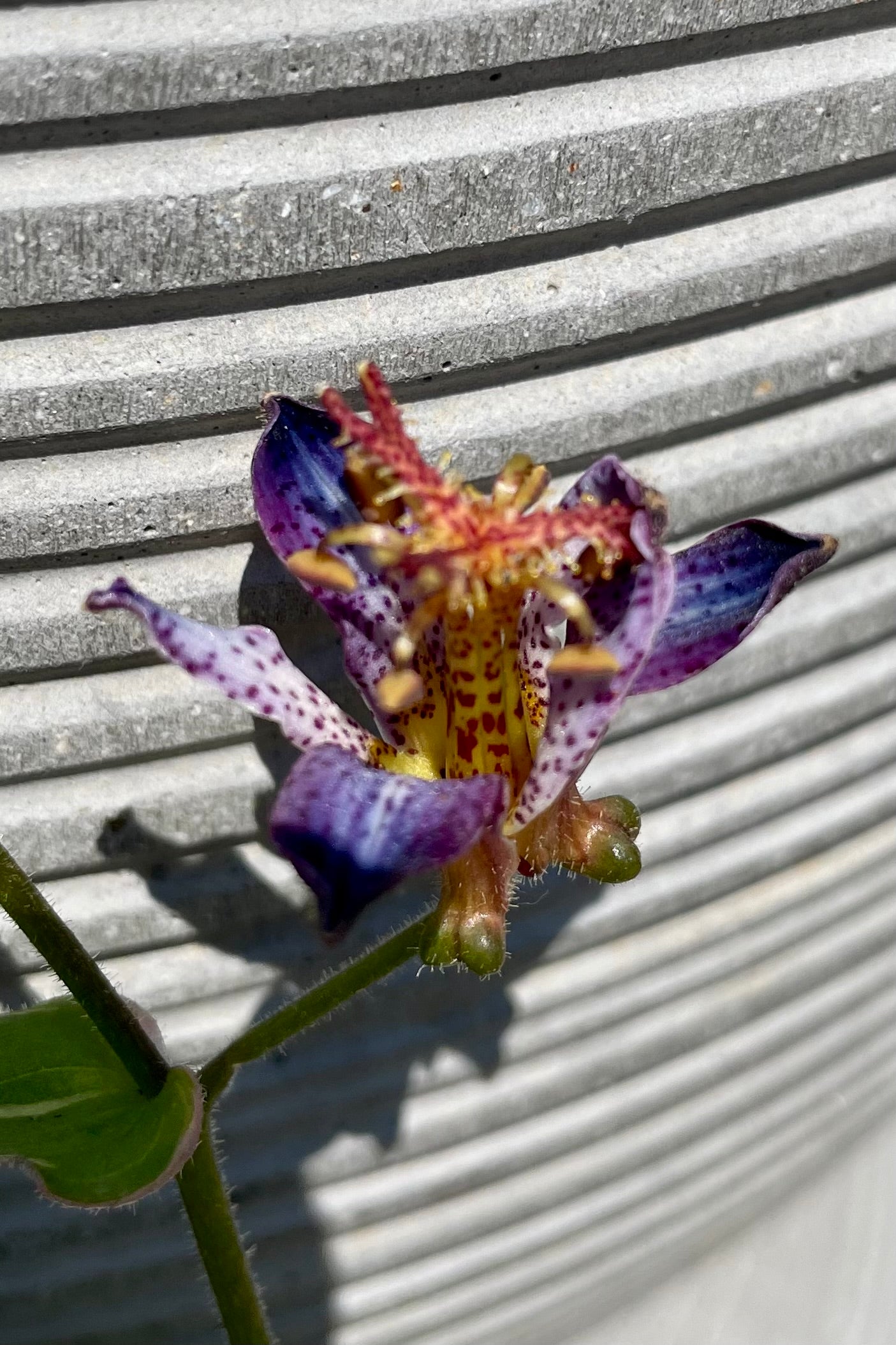 The weird purple bloom with yellow throat of the Tricyrtis 'Samurai' toad lily the beginning of August in front of a horizontally ridged container.