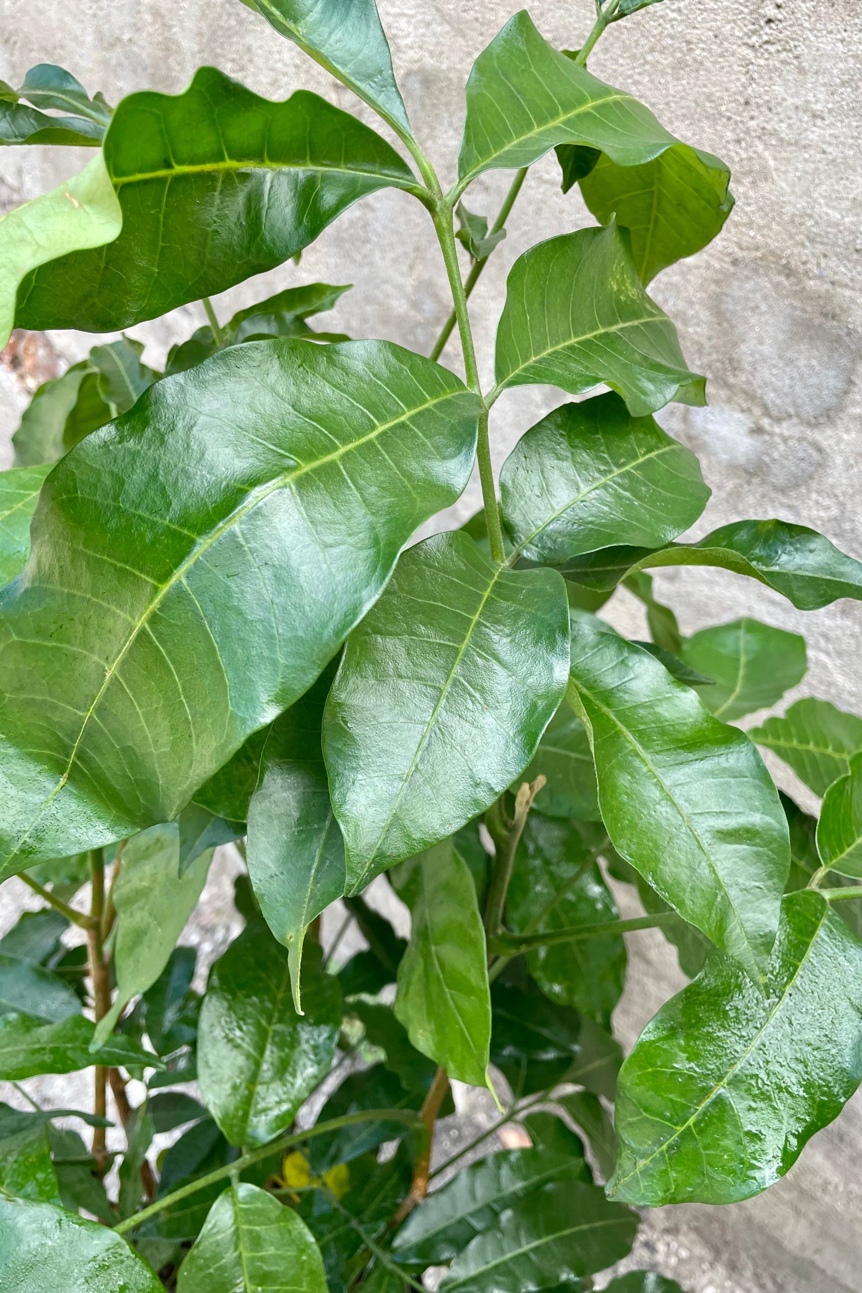 A close-up view of the leaves of the 10" Trichilia emetica against a concrete backdrop ©Sprout Home