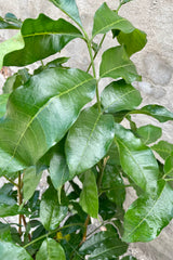 A close-up view of the leaves of the 10" Trichilia emetica against a concrete backdrop
