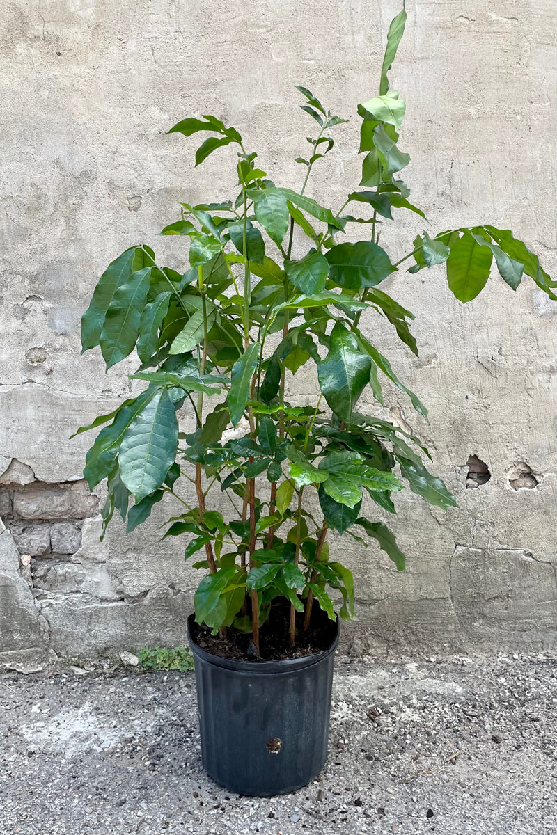 A frontal view of the 10" Trichilia emetica in a grower pot against a concrete backdrop