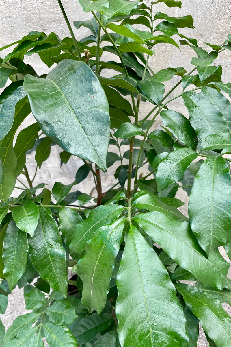 A detailed view of the leaves of the 14" Trichilia emetica against a concrete backdrop