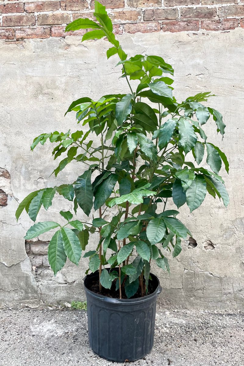 A frontal view of the 14" Trichilia emetica in a grower pot against a concrete backdrop