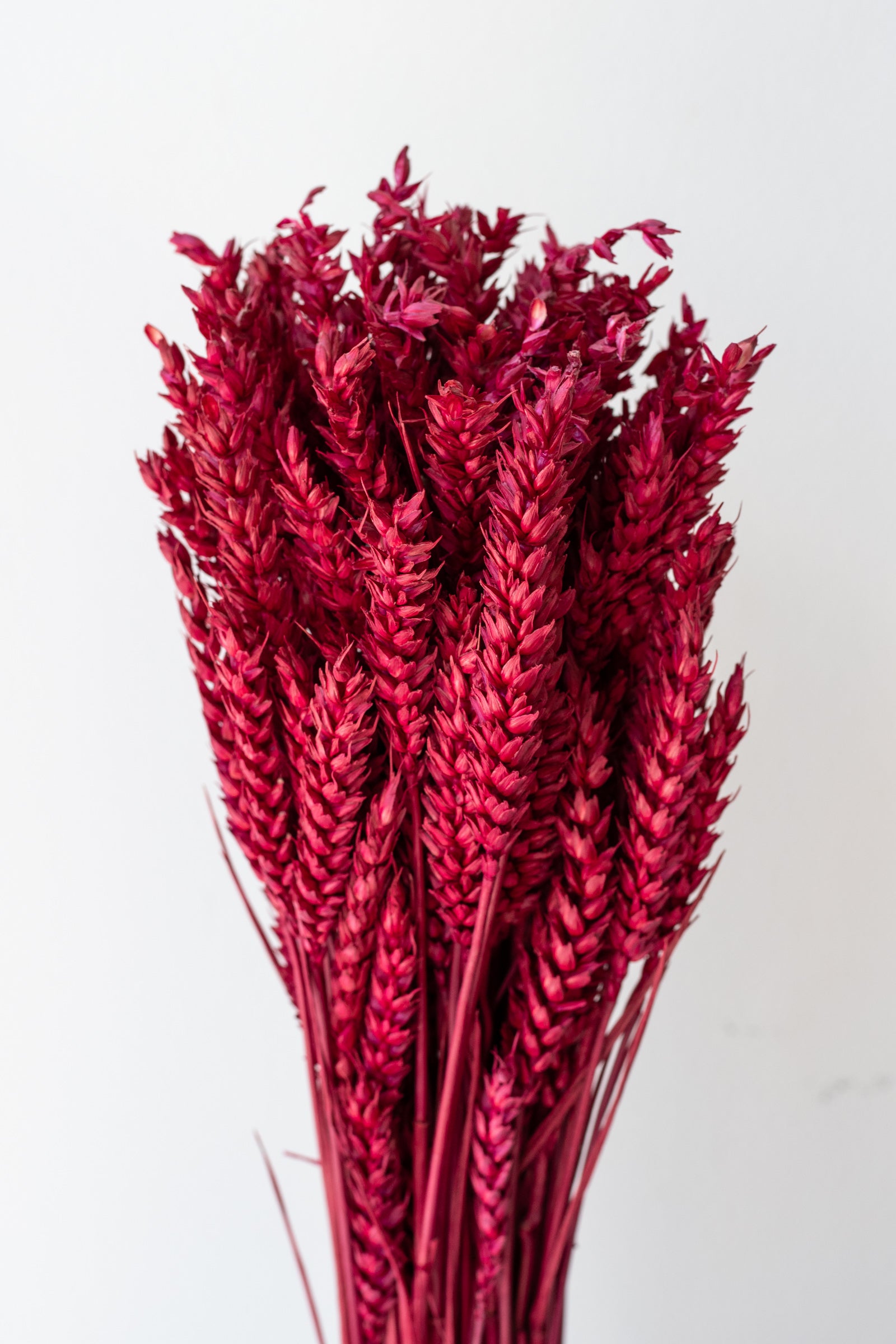 Preserved ruby red burgundy dried Trigo against a white wall