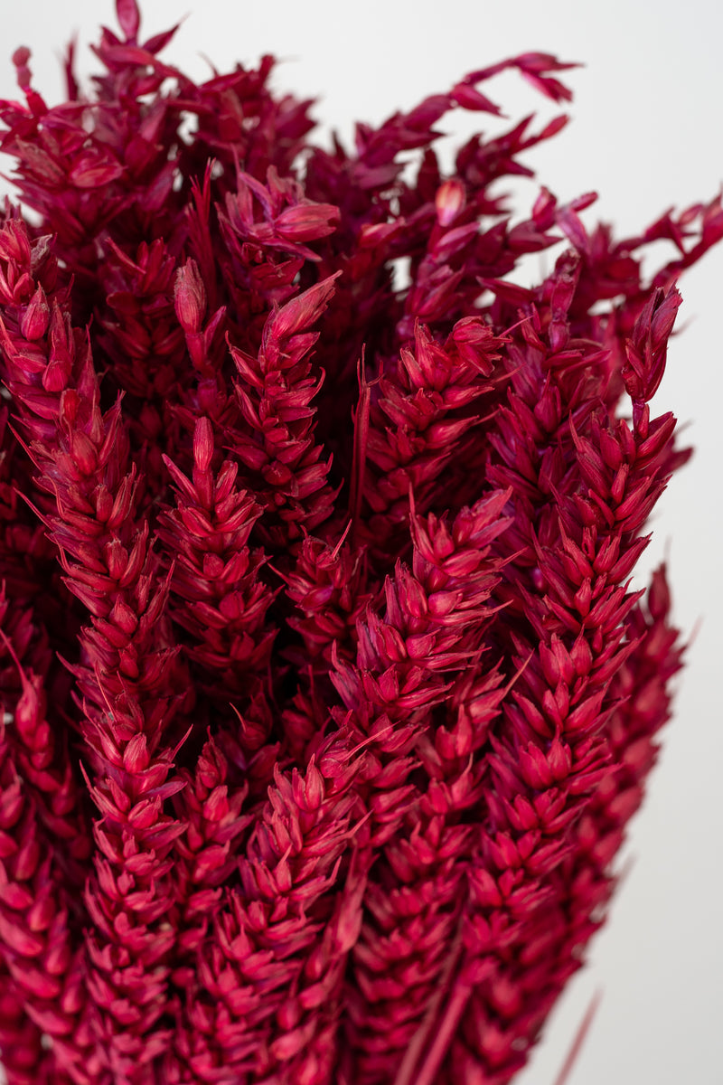 Close up of preserved ruby red burgundy dried Trigo against a white wall