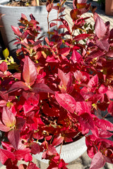 The bright red fall leaves the beginning of October of the Vaccinium 'Polaris Chippewa Northland' shrub. 