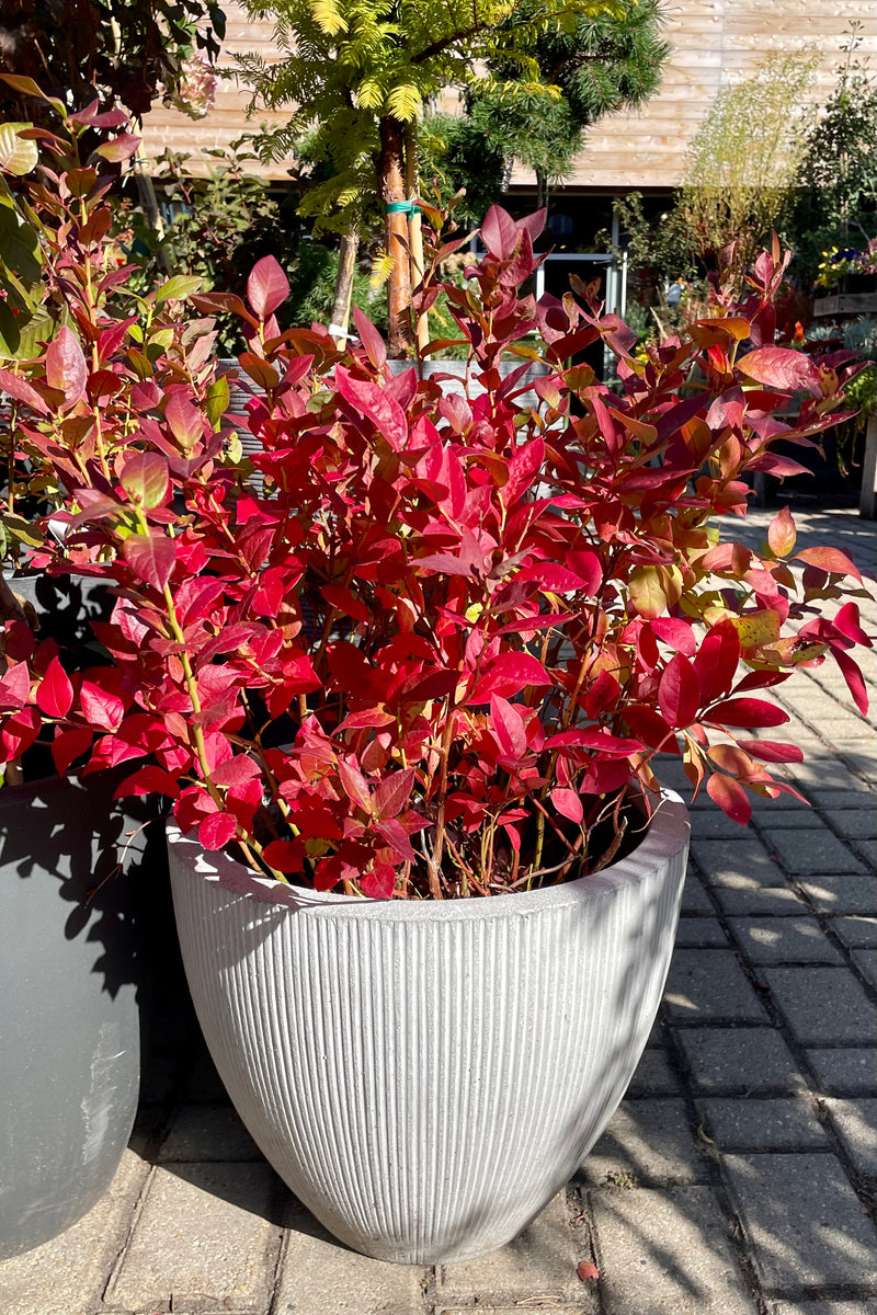 Vaccinium 'Polaris Chippewa Northland' blueberry shrub in full fall glory showing bright red leaves at Sprout Home the beginning of October