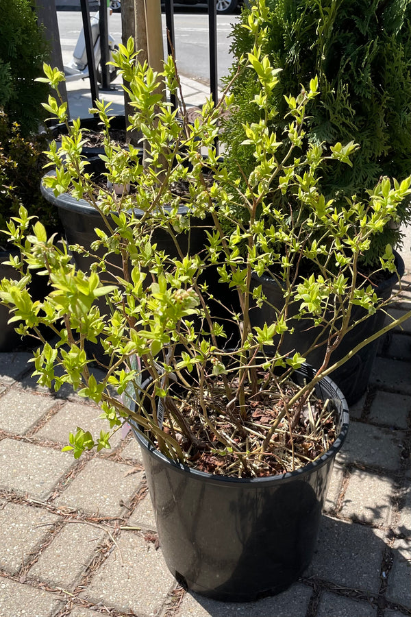 The 'Northland' Vaccinium #3 bush the beginning of spring with its leaves starting to open up.