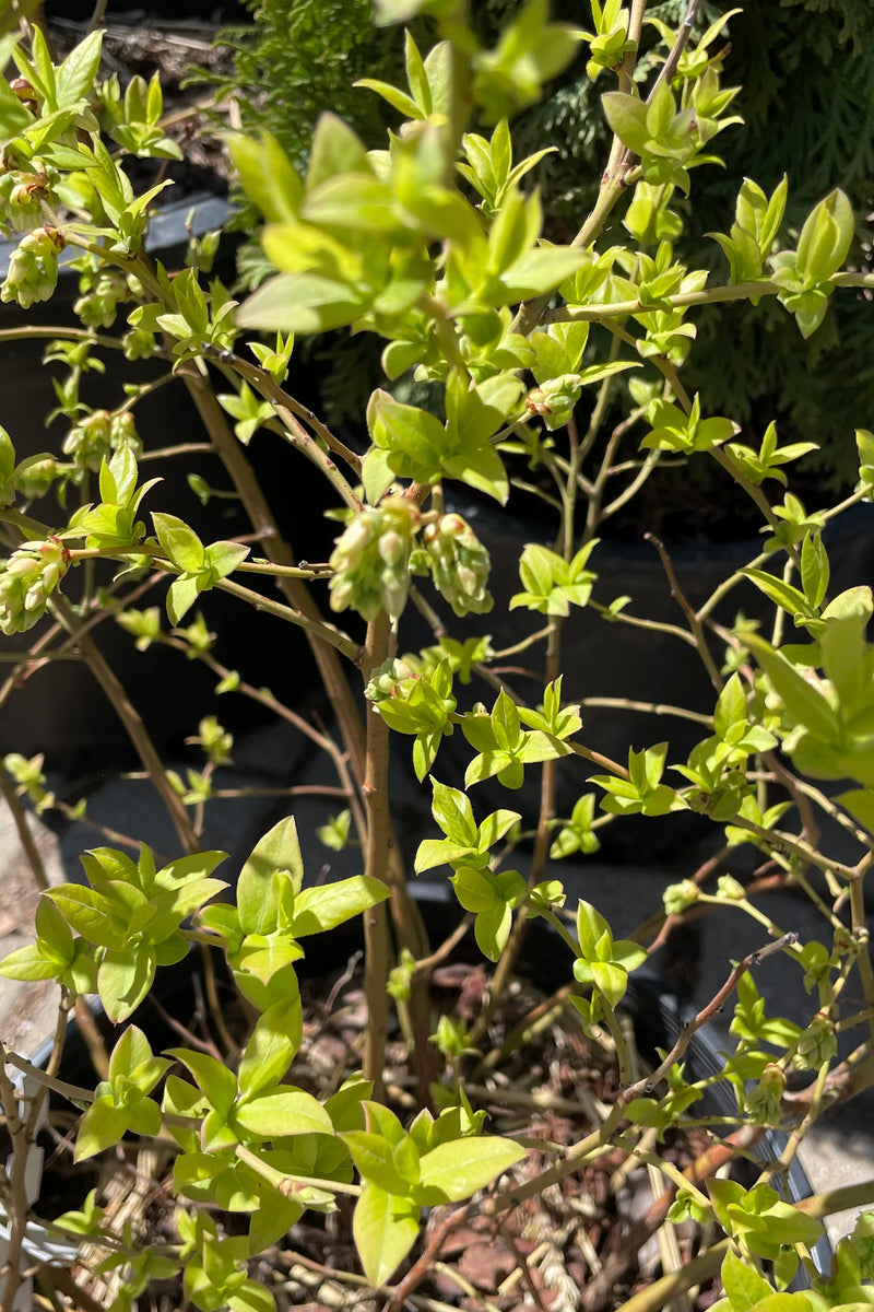 Detail picture of the soft green early spring leaves of the Vaccinium 'Northland'.