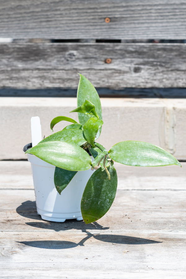 Vanilla planifolia "Vanilla Orchid" in grow pot in front of grey wood background