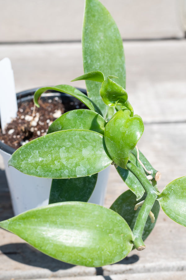 Close up of Vanilla planifolia "Vanilla Orchid"