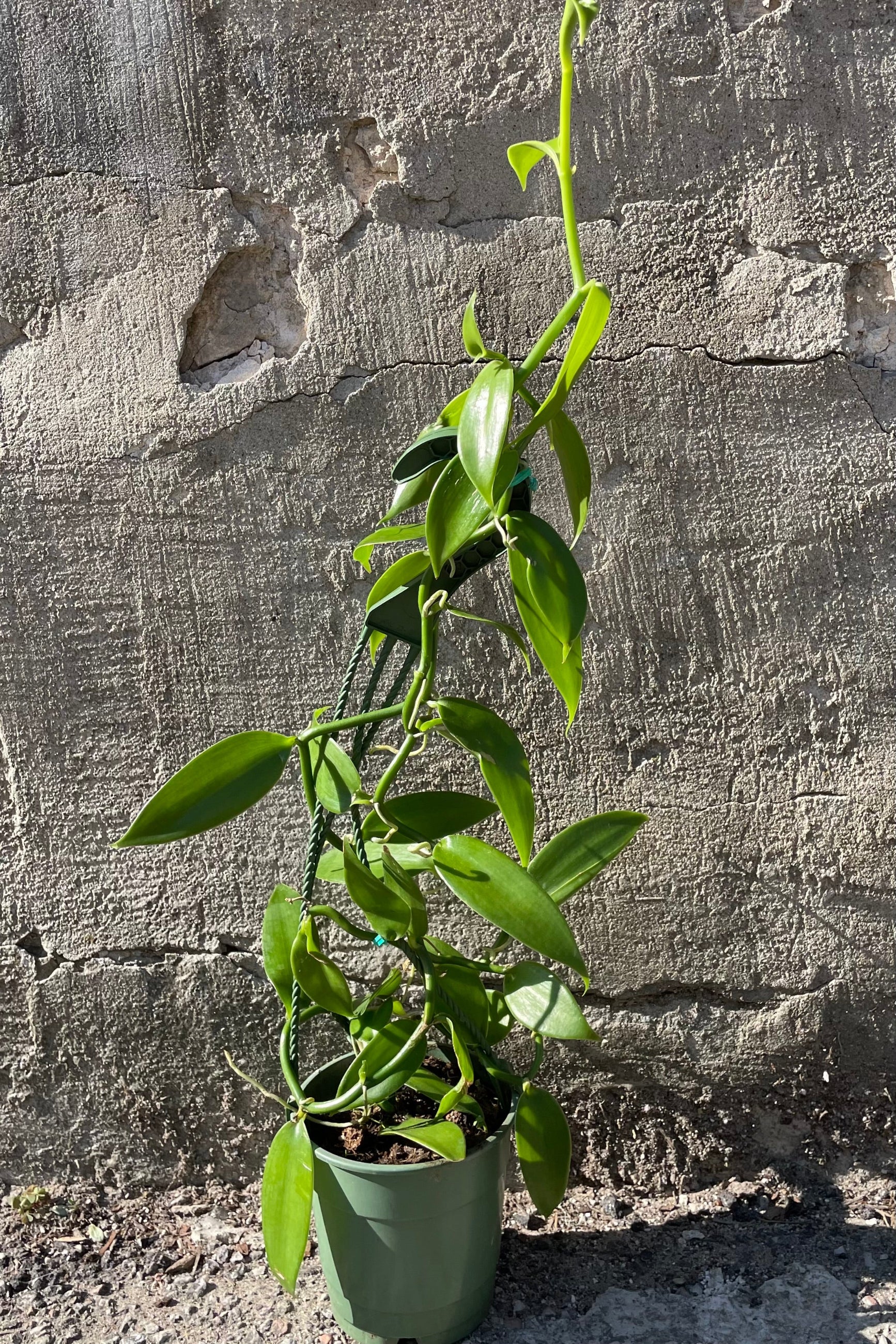 Vanilla planifolia, the Vanilla Orchid, in a 5" growers pot against a grey wall showing off its thick green leaves at Sprout Home. ©Sprout Home