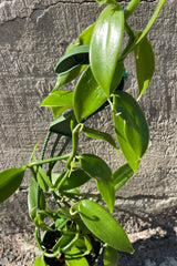 A detail picture of the green thick leaves of the Vanilla planifolia against a concrete wall. 