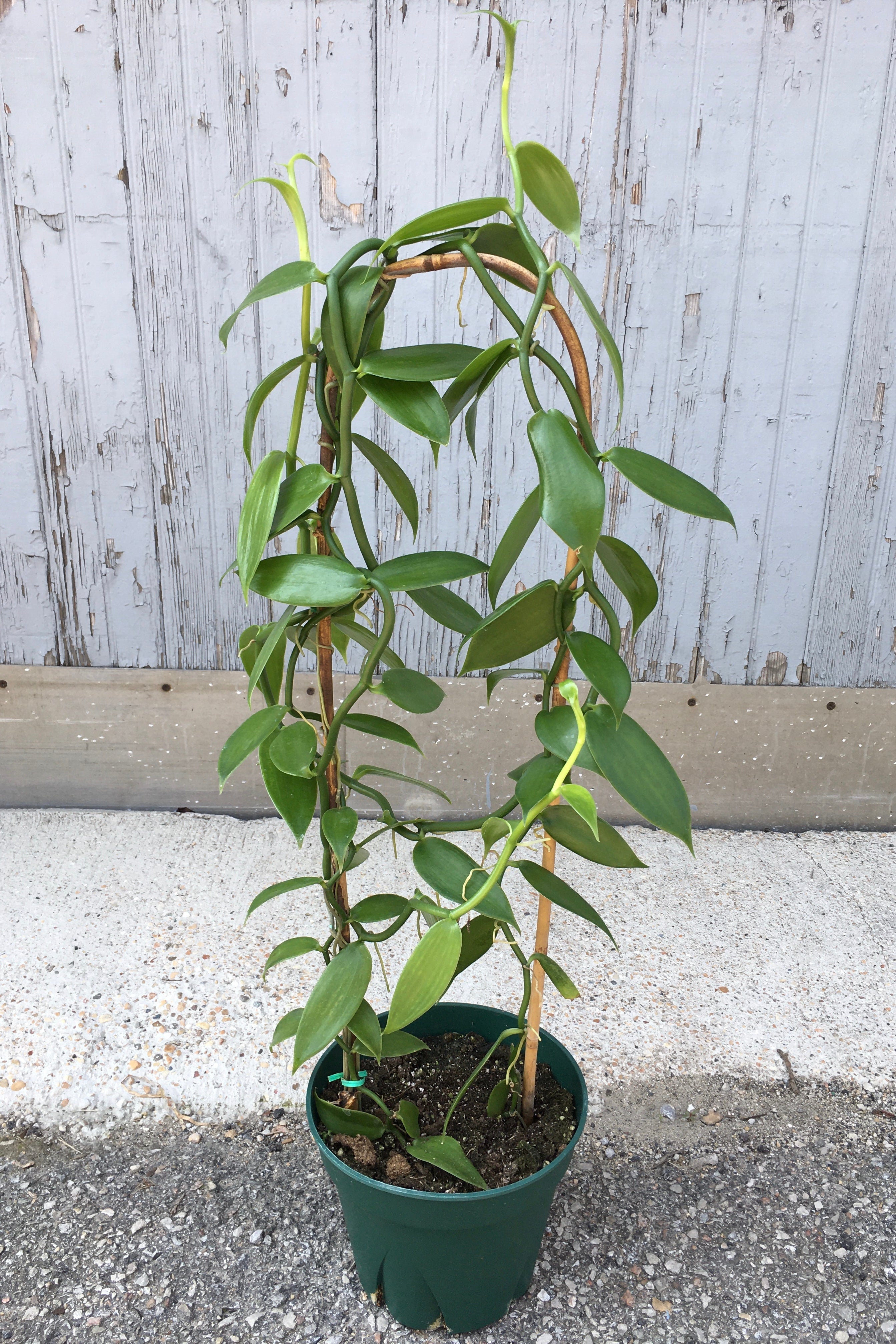 Vanilla planiflora "Vanilla Orchid" in an 8" growers pot.