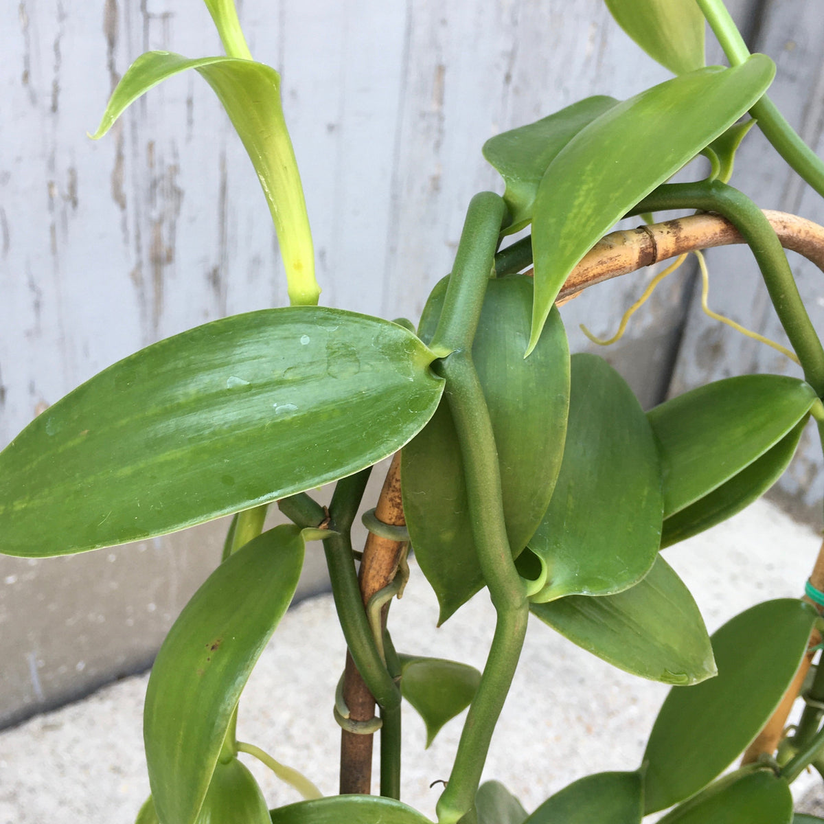 vanilla orchid house plant Vanilla planifolia 