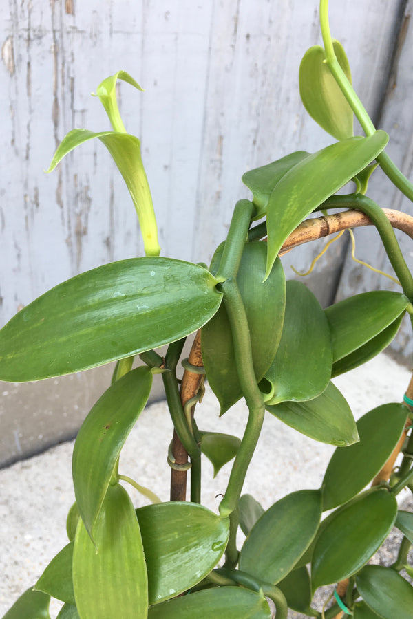 Vanilla planifolia "Vanilla Orchid" plant detail shot of the leaves. 