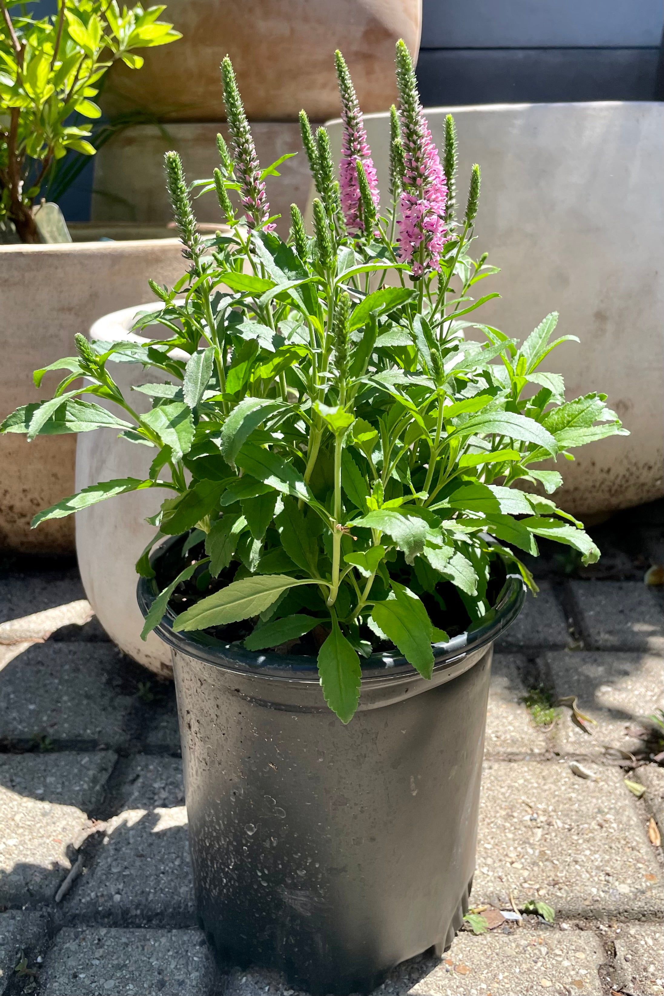 #1 pot size Veronica 'Purplegum Candles' perennial in bloom mid June at Sprout Home showing the light purple flowers poking above the foliage. 