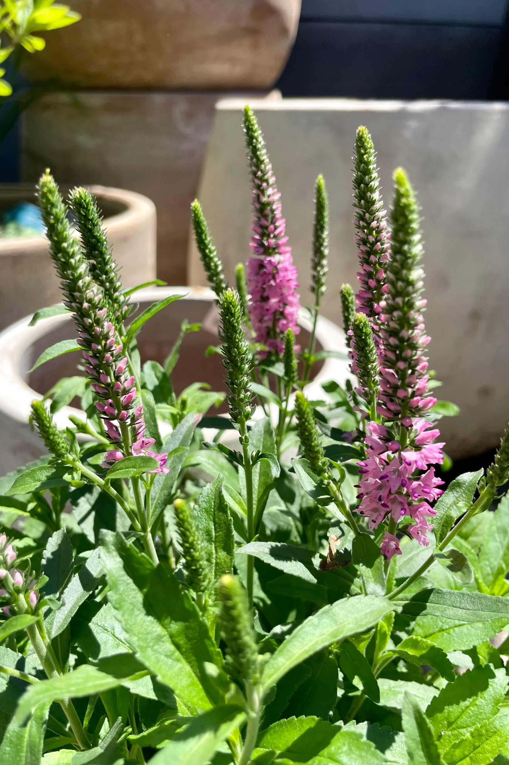 Detail photo of the light purple spikes of soft flowers on the the Veronica 'Purplegum Candles' perennial in front of decorative terracotta pots mid June at Sprout Home. ©Sprout Home