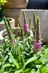 Detail photo of the light purple spikes of soft flowers on the the Veronica 'Purplegum Candles' perennial in front of decorative terracotta pots mid June at Sprout Home.