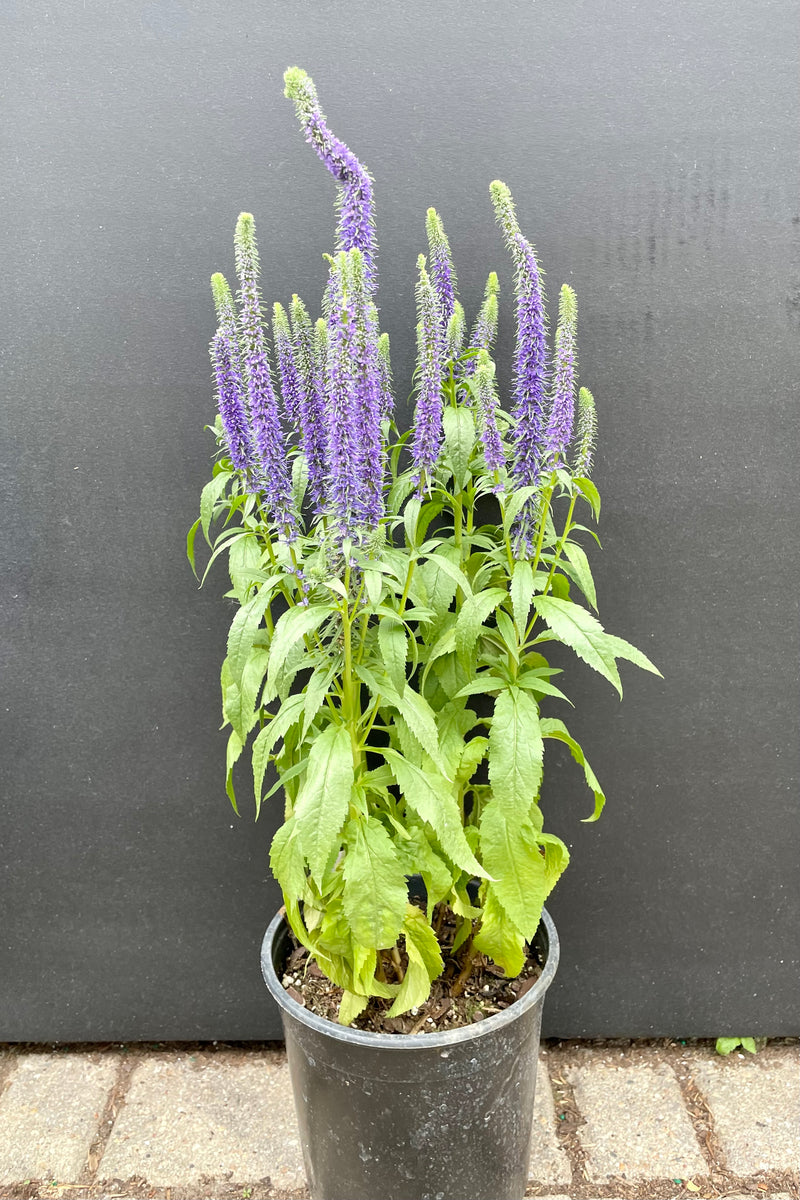 #1 container of Veronica 'Royal Candles' in bloom showing the purple spike flowers the beginning of June  against a black background.