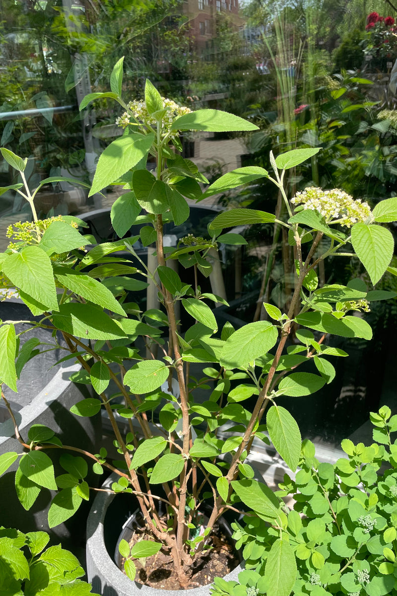 The Viburnum lantana 'Mohican' in a #3 growers pot at Sprout Home in the middle of May showing signs of bloom and bud. 