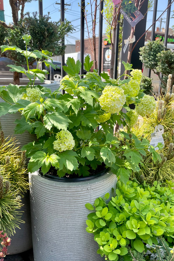 The Viburnum opulus 'Roseum' shrub in bloom during the middle of May sitting in s decorative gray pot in the Sprout Home yard.  