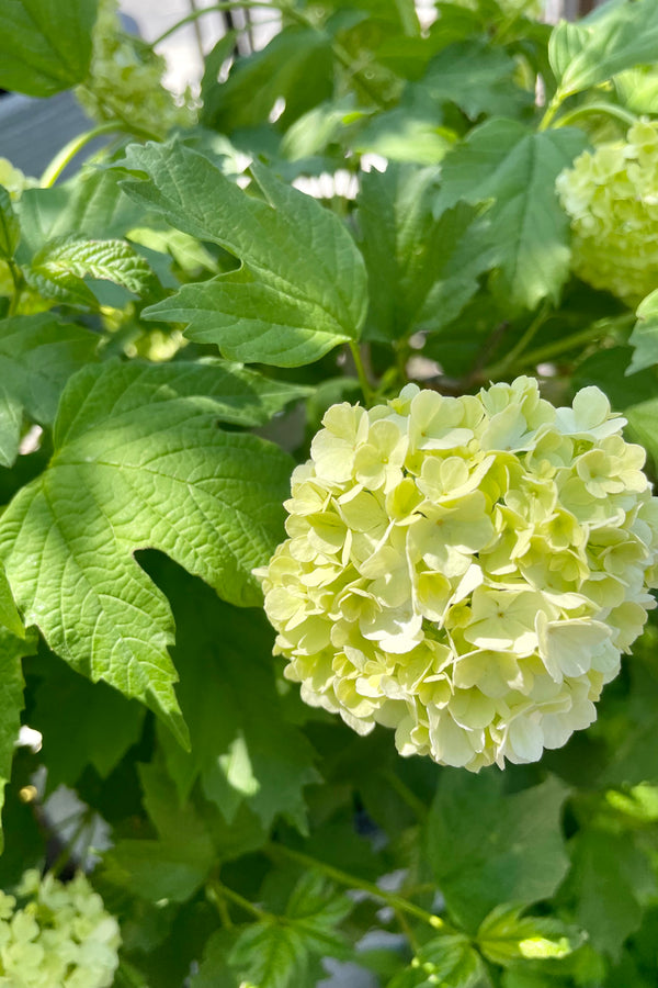 Viburnum opulus 'Rose' close up picture of its flower in bloom showing the cream white petals in the middle of May in then Sprout Home yard. 