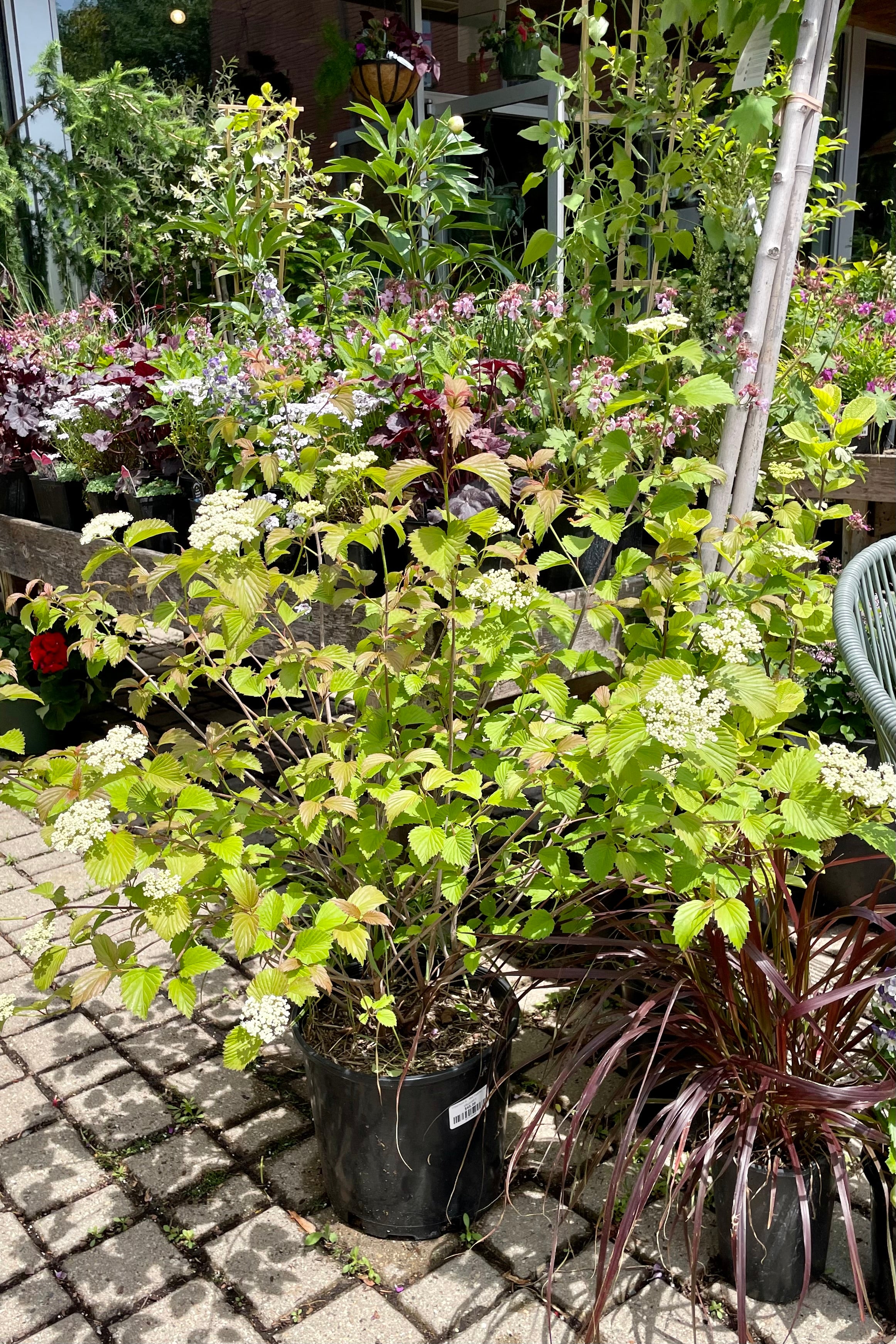 Viburnum 'Red Feather' #3 in bud and bloom the end of May in the Sprout Home hard sitting amongst other plants.