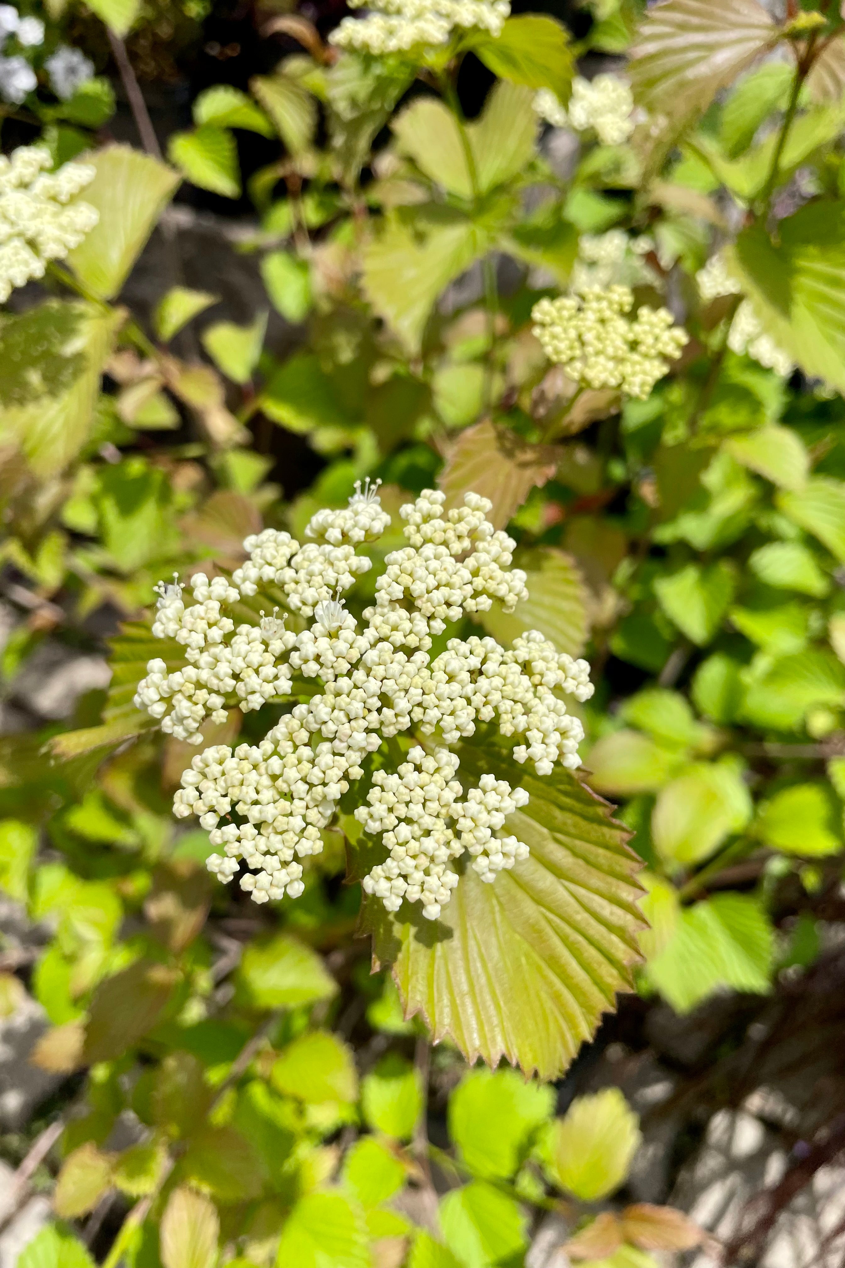 A close up of the white bud and blooms of the Viburnum 'Red Feather' above its pronounced veiny leaves at Sprout Home the end of May.