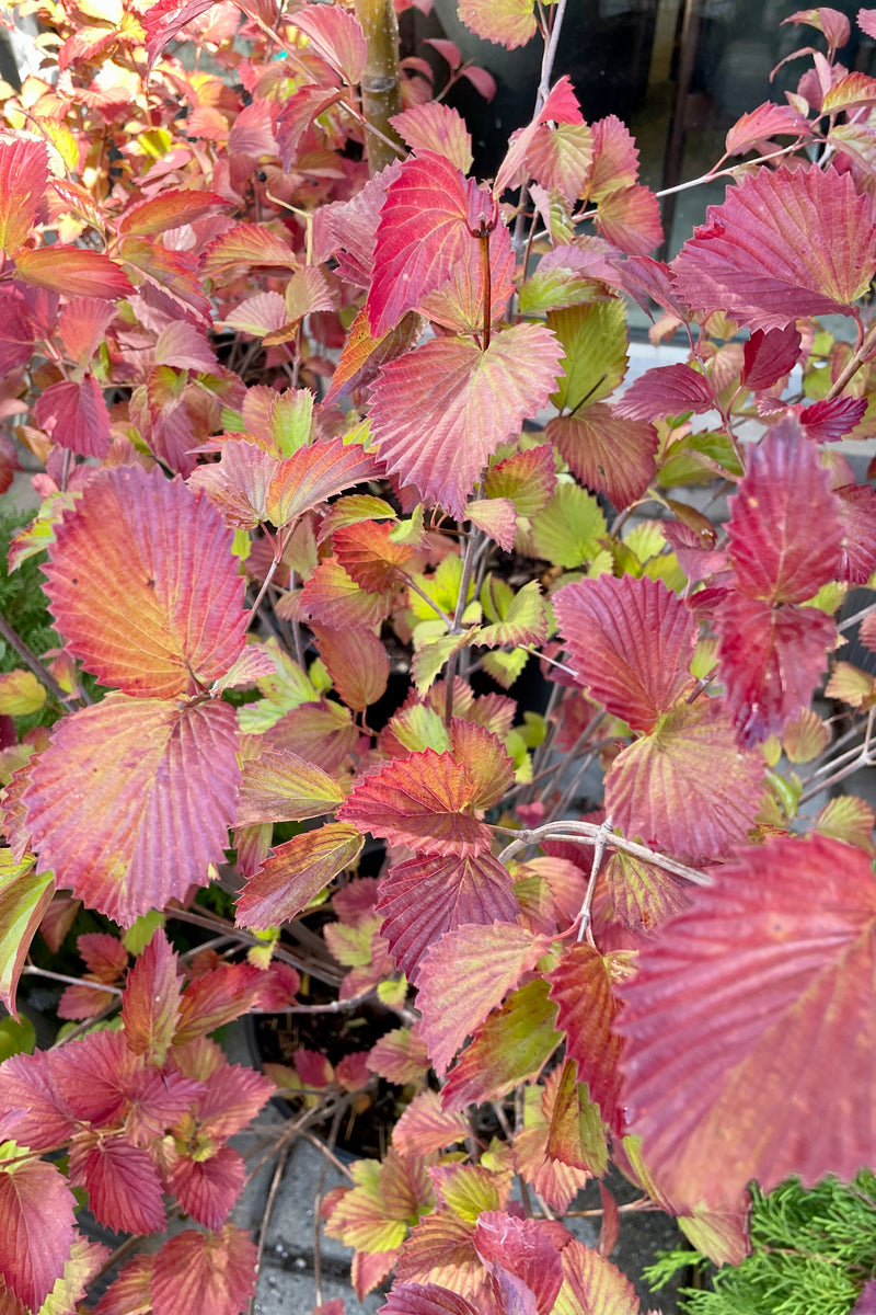 Beginning of October fall coloration on the leaves of Viburnum 'Red Feather' at Sprout Home. 