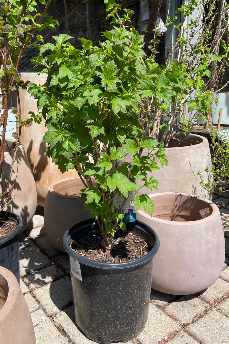 Viburnum 'Bailey Compact' American cranberry bush in a #2 pot size early spring with light green leaves. 