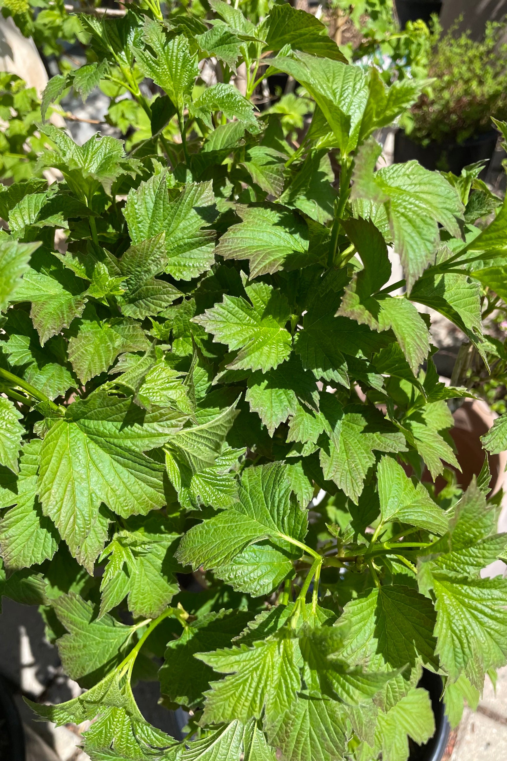 The early spring green leaves of the Viburnum 'Bailey Compact' shrub at Sprout Home. 
