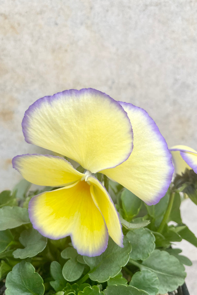 Viola 'Etain' 1 Qt detail of creamy to lemon yellow with lavender to violet edged flowers against a grey wall.