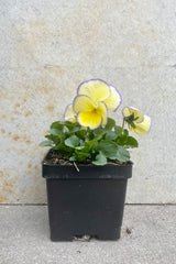Viola 'Etain' 1 Qt black growers pot with creamy to lemon yellow with lavender to violet edged flowers against a grey wall.