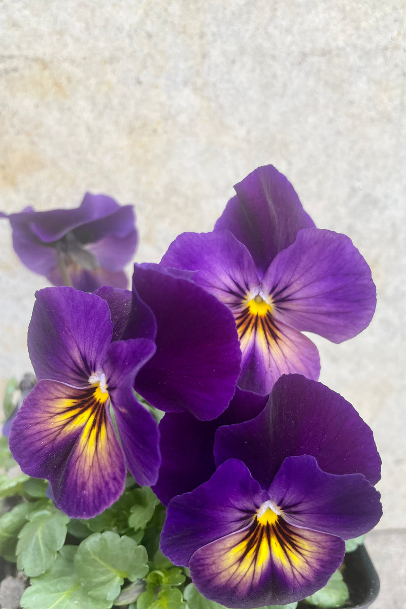 Viola 'Northern Lights' 1 Qt detail of variegated purple and yellow flowers  against a grey wall