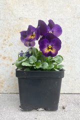 Viola 'Northern Lights' 1 Qt black growers pot with variegated purple and yellow flowers and green leaves against a grey wall