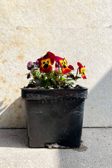 Viola 'Sorbet Fire' in bloom in a quart growers pot against a grey wall. 