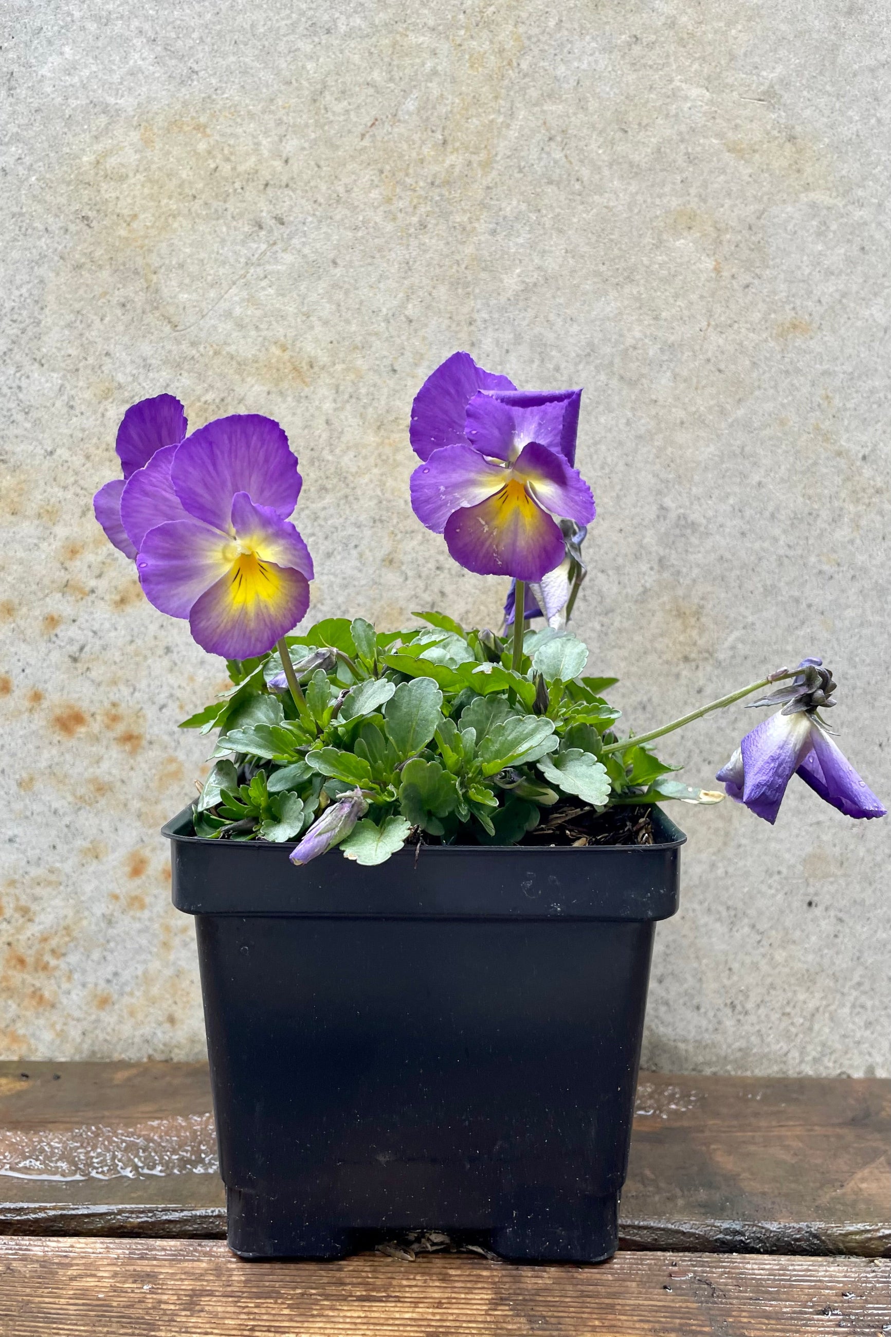 Viola 'Starry Night' 1qt black growers pot with4 lavender flowers with yellow centers against a grey wall ©Sprout Home