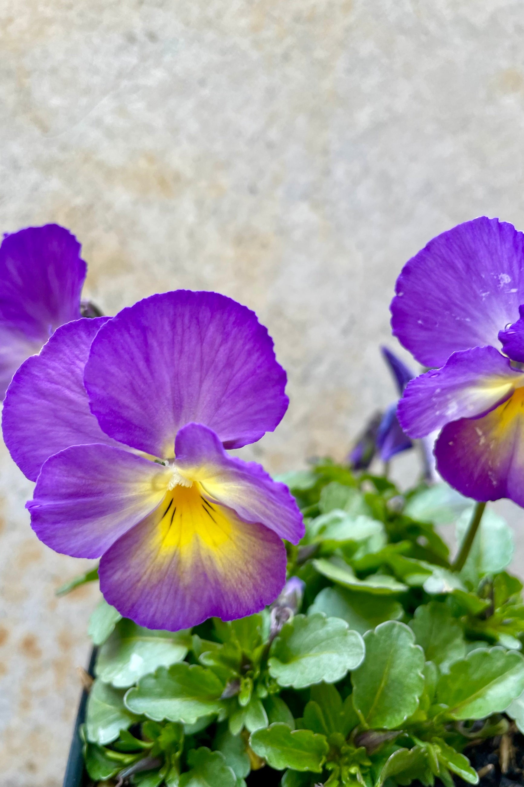 Viola 'Starry Night' 1qt detail of Lavender flowers with yellow centers against a grey wall ©Sprout Home