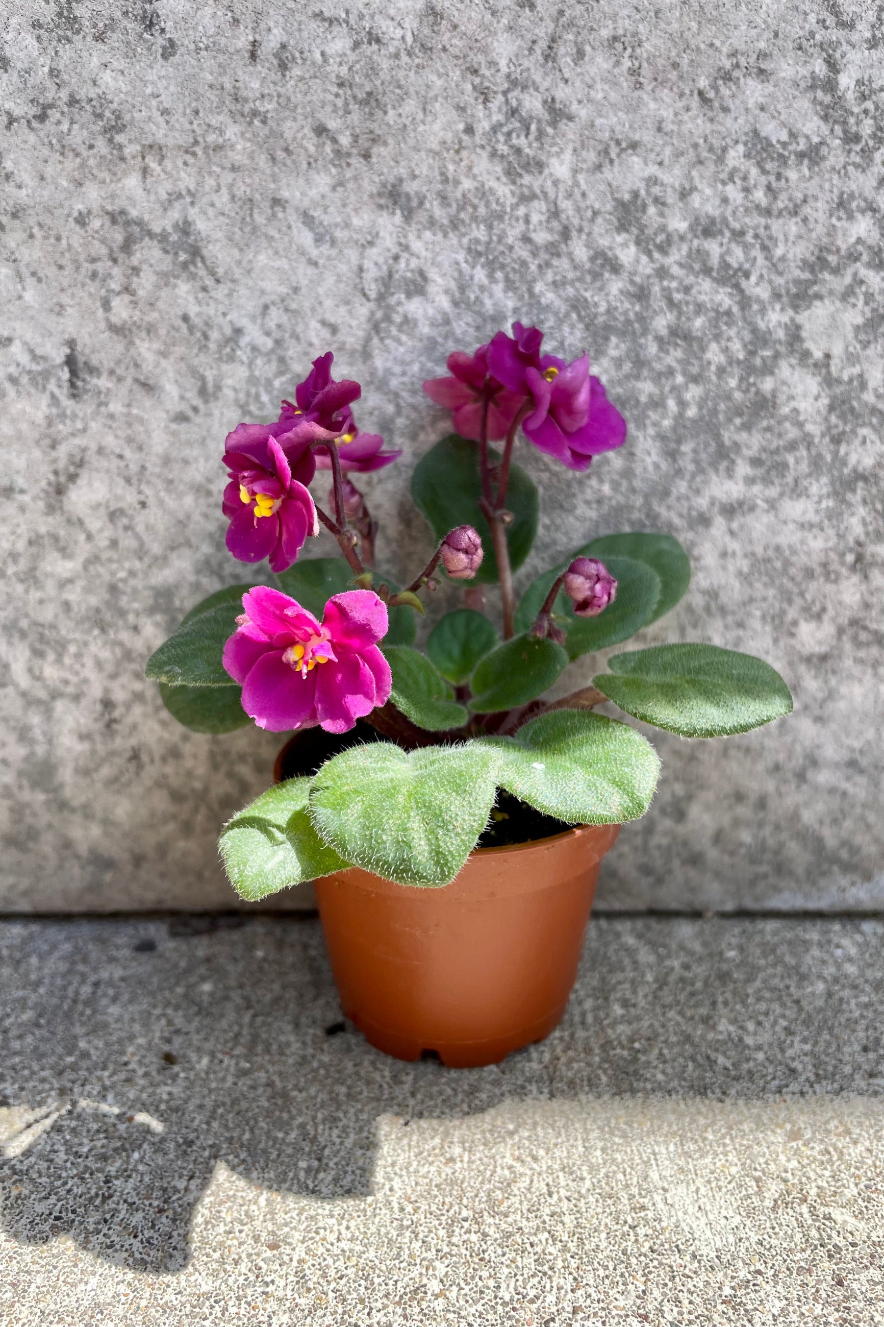 Saintpaulia ionantha "African violet" blooming magenta flowers against a grey wall ©Sprout Home