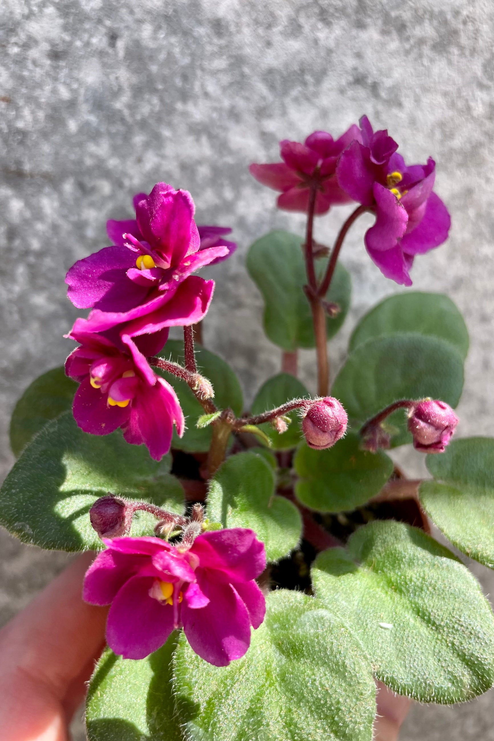 Saintpaulia ionantha "African violet" blooming magenta flowers against a grey wall ©Sprout Home