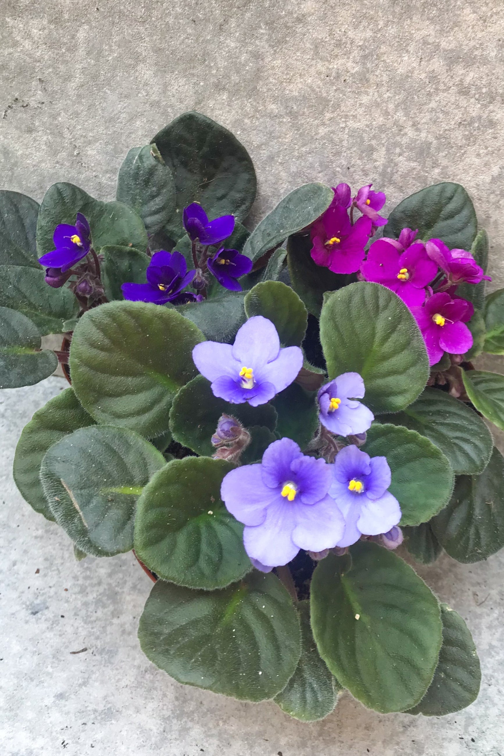 A cluster of African Violets with purple and pink flowers, surrounded by green leaves. . ©Sprout Home