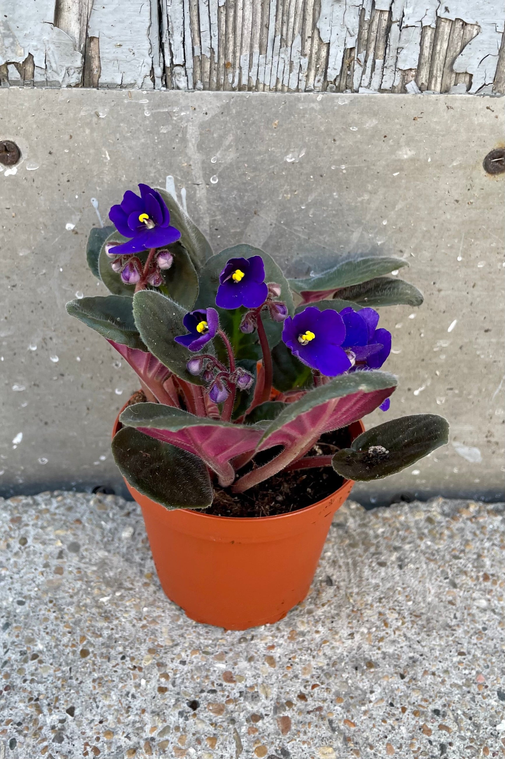 Dark purple "African Violet" blooming at Sprout Home in a 4" growers pot. . ©Sprout Home