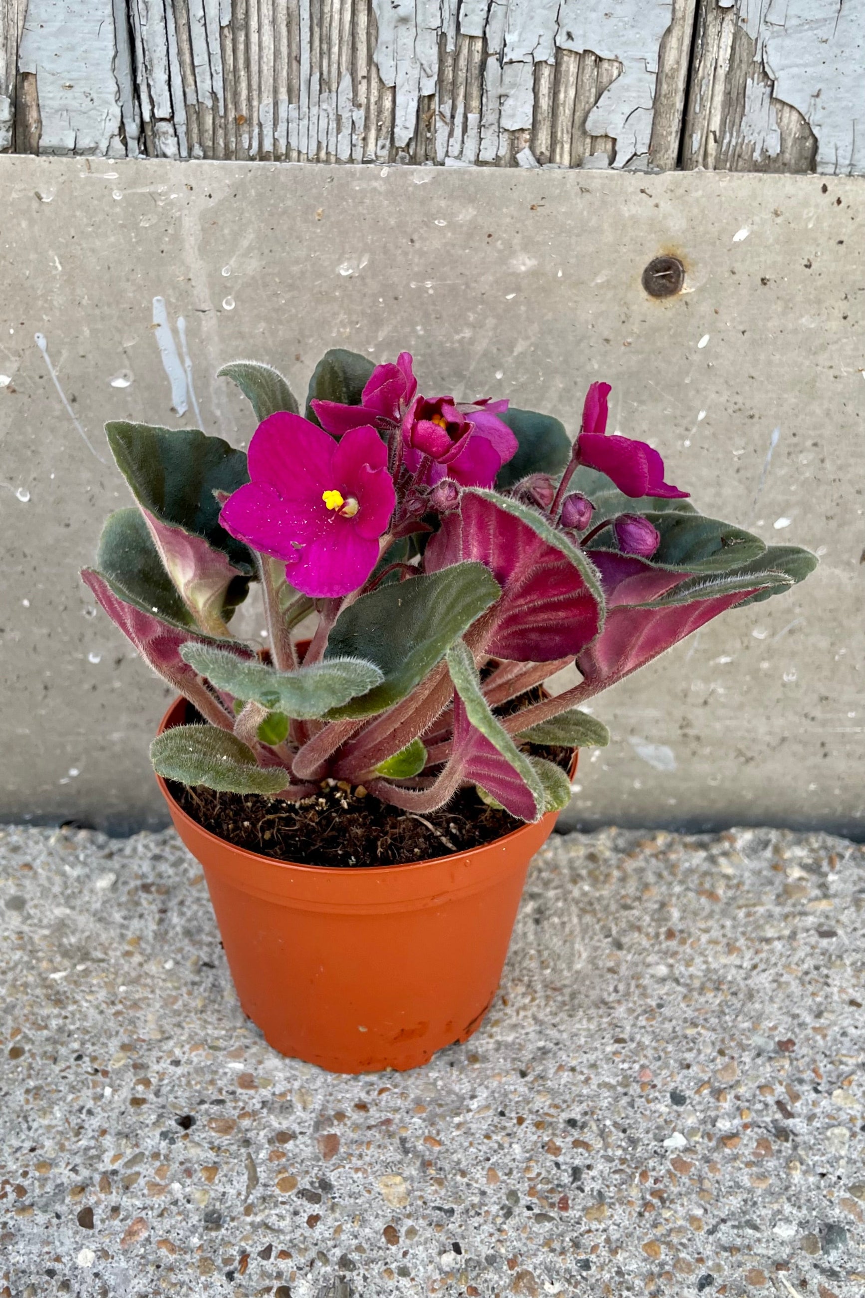 A bright fuchsia "African Violet" in bloom at Sprout Home. . ©Sprout Home