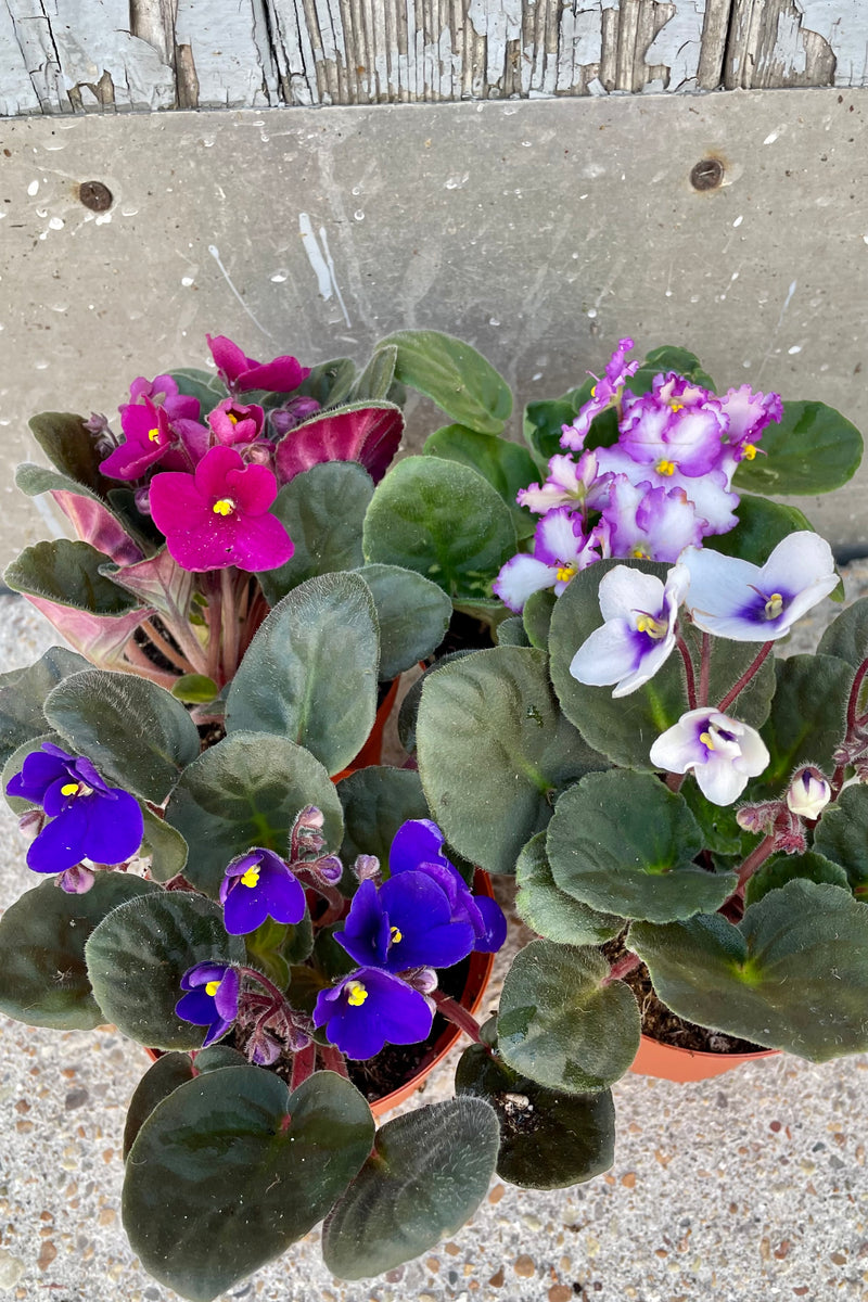 A group of "African Violets" in 4" growers pots at Sprout Home.